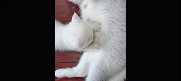 猫咪的喵喵叫声与人类交流的真相（猫咪喵喵叫的时候，它们是否真的听懂人类？）
