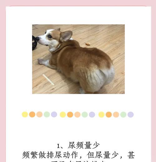 狗狗肾结石
