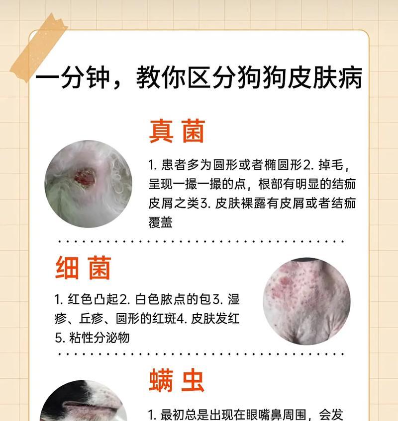 小狗皮肤病大揭秘（探索小狗皮肤病的种类、症状和治疗方法）