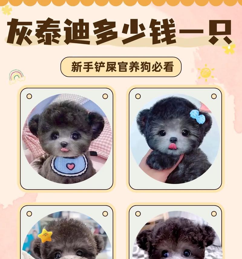泰迪幼犬造型剃毛时机与技巧（为你的泰迪宝宝找到最佳剃毛时间，打造出迷人的造型！）