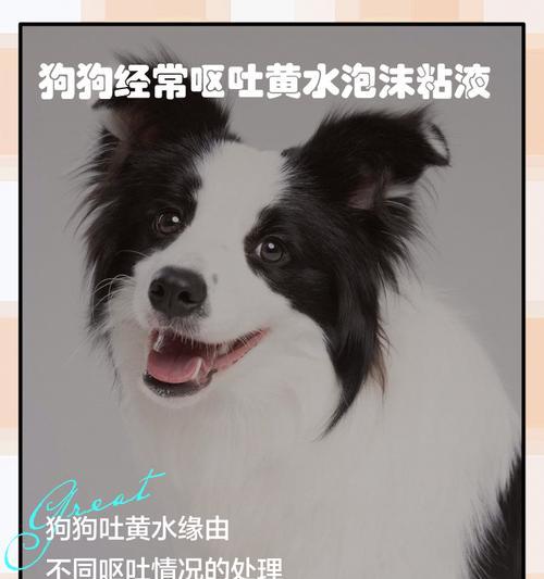 狗狗呕吐便血的原因及处理方法（帮助狗狗安全度过危险期，见招拆招）