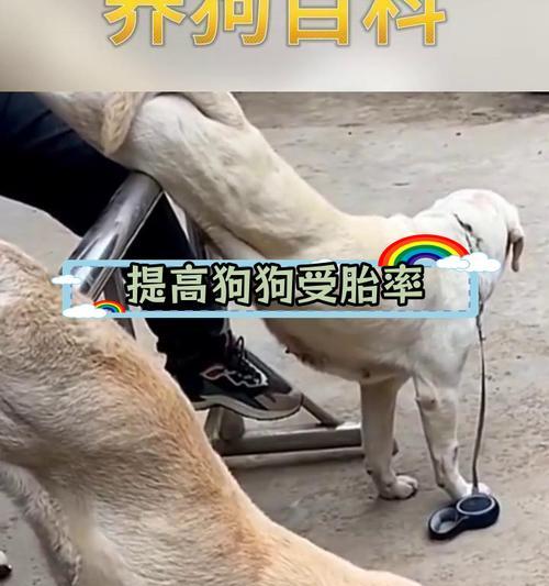 母狗的经期周期及注意事项（了解母狗的生理周期，更好地照顾你的宠物伙伴）