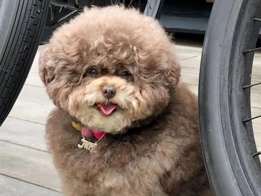 泰迪犬是否怕冷？——主人们的过冬经验（探究泰迪犬对寒冷的适应能力及主人为其过冬的方法）