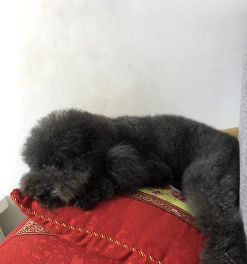 狗狗睡眠之迷（揭开狗狗睡眠时间的神秘面纱）