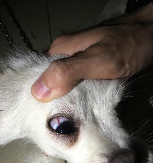 狗狗眼睛有虫子，你应该怎么办？（了解狗狗眼睛有虫子的症状和治疗方法）