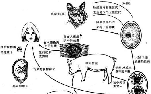 狗流产后的洗澡时间（狗流产后多久可以洗澡？正确的洗澡时间对狗狗的恢复至关重要）