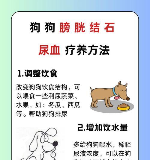 狗尿出血的原因及处理措施（了解狗尿出血的原因，正确处理以保护狗狗的健康）