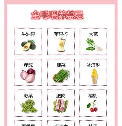 小金毛何时开始加辅食？（了解小金毛进食发展的关键时刻）