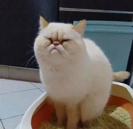 为什么猫会埋便便的动作？（探索猫咪埋便便行为的原因及意义）