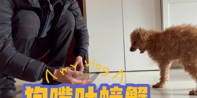 狗吃了螃蟹多久有反应？（了解狗吃了螃蟹后的反应时间和可能的影响。）