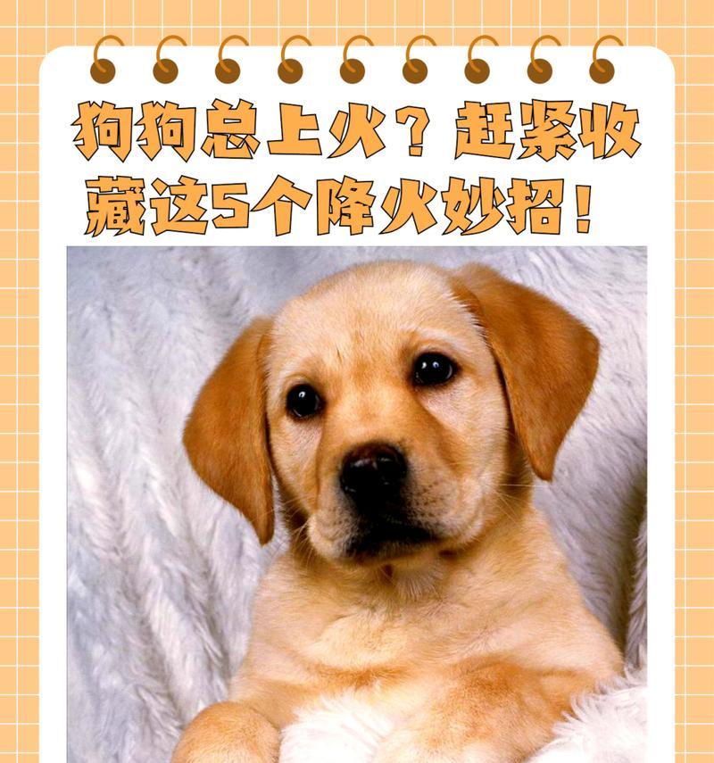 狗狗上火的症状及解决办法（如何缓解狗狗上火问题，让它们健康快乐）