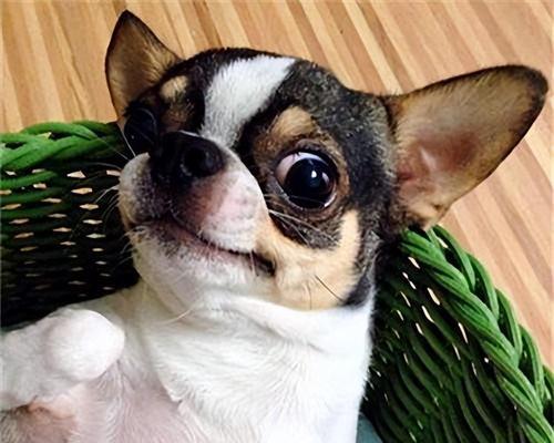 养一只吉娃娃的开销有多大？（了解吉娃娃饲养的费用和相关支出）