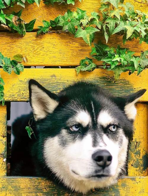 哈士奇的怀胎期是多久？（探寻哈士奇母犬的怀孕周期和胎儿发育过程）