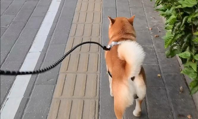 小狗学会走路需要多长时间？（探究小狗学会走路的时间节点及其影响因素）