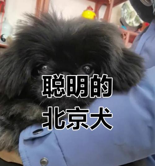 北京犬的寿命及关键因素探究（了解北京犬的寿命和影响因素，让你的宠物健康长寿）