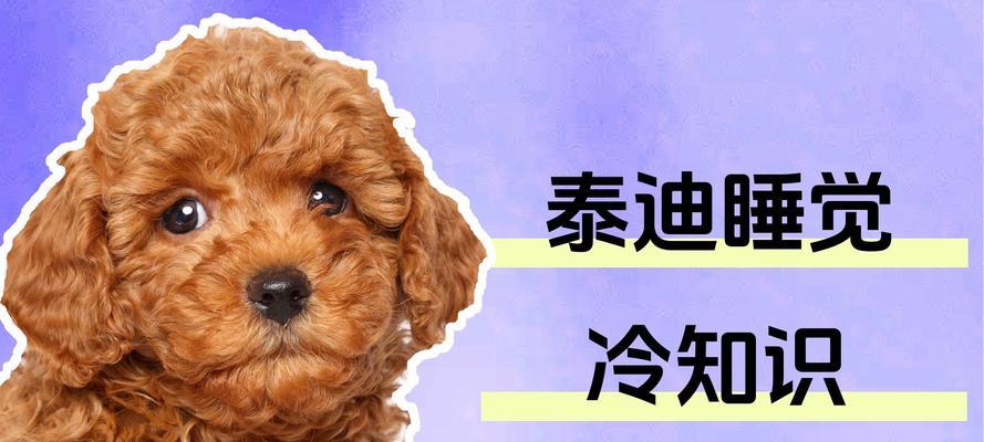 两个月泰迪犬的睡眠时间及习惯（探究两个月泰迪犬睡眠时间长短与健康关系的重要性）