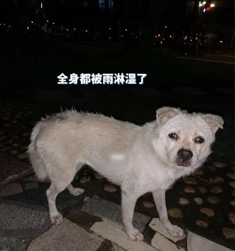 狗狗肾炎症状揭秘（了解狗狗肾炎的典型症状，及时预防和治疗肾炎）