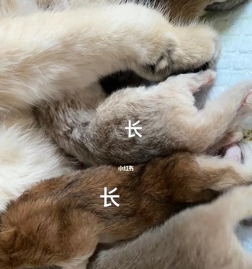 小猫长毛的时间（探寻小猫从刚出生到长毛的全过程）