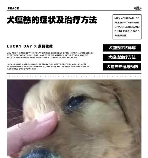 了解犬瘟热（犬瘟热是一种严重的狗病，如何有效防控？）