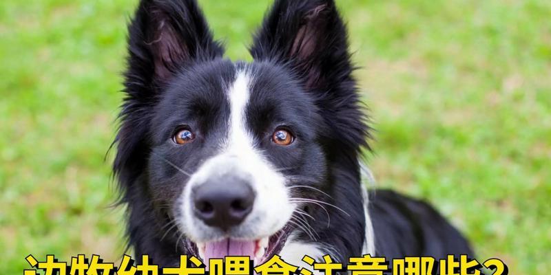 饲养边牧需注意的5大问题（了解这些关键问题，成为合格的边牧宠主）