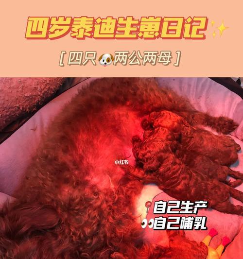 泰迪狗狗与其他犬种分离的最佳时间（以泰迪配狗多久能分开？适合分离的关键因素是什么？）