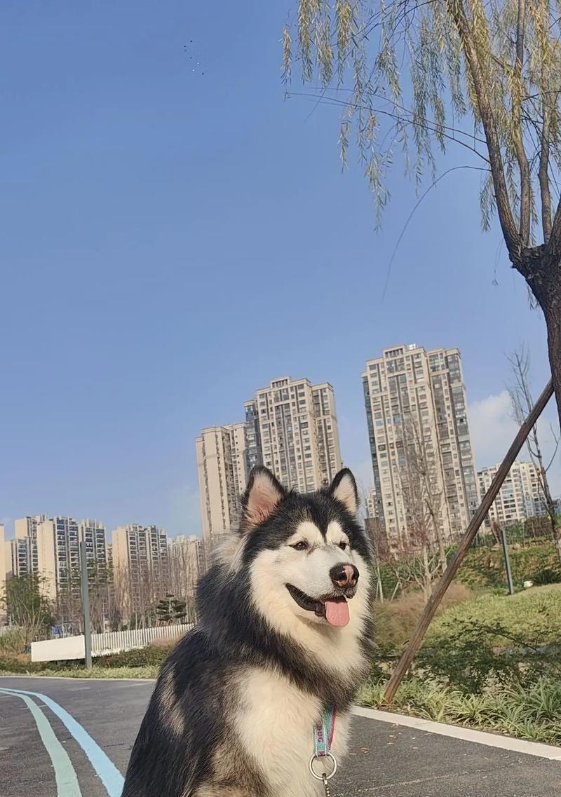 天使与恶魔（深入了解让人又爱又恨的大型犬，探寻它们隐藏的温暖与危险）