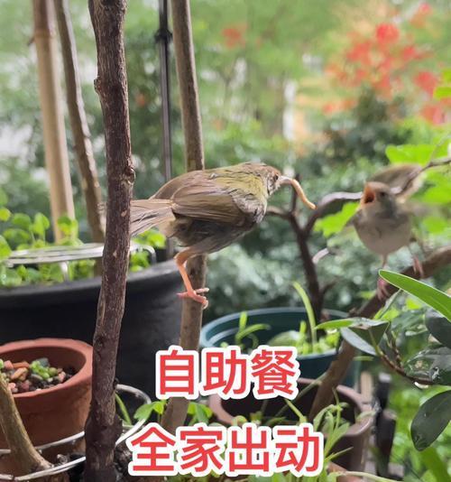 鸟类能够生存多久不喂食？（揭秘鸟类的无食之能及其适应机制）