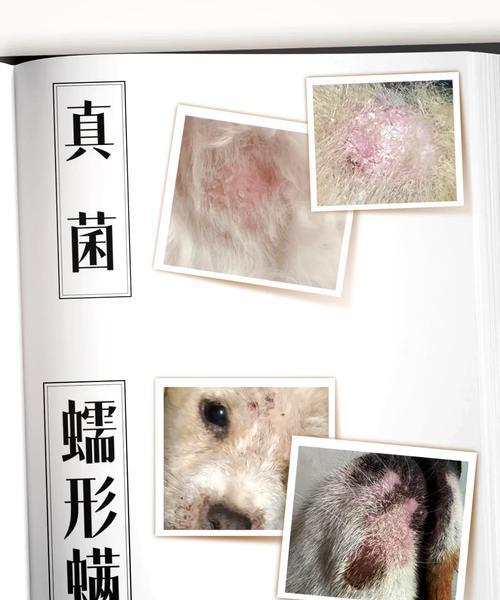 狗狗皮肤结疤的愈合时间及治疗方法（了解狗狗皮肤结疤的周期以及促进愈合的有效方式）