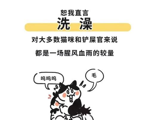 小猫洗澡的频率及注意事项（宠物猫洗澡多久一次最合适？）