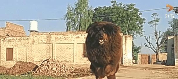 凶犬排行榜揭秘（凶犬排行榜首次公开，探秘藏獒为何败给这些凶狗！）
