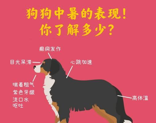 狗狗散热机制解析——从头到尾，探秘狗狗的散热奥秘（狗狗散热方式与重要部位分析，透过1个洞察奇妙世界）