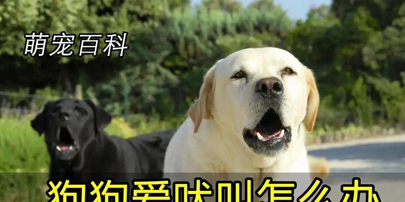 如何稳定狗狗情绪，减少过度吠叫？（有效方法来抑制狗狗过度吠叫，让家庭更加宁静）