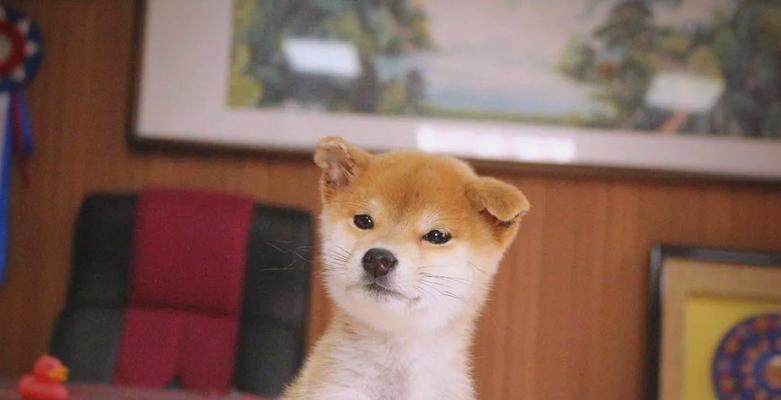 柴犬的品种及特点（探索柴犬的四大品种，了解其独特之处）