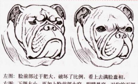 狗狗生小狗间隔多久合适？（探索狗狗产仔间隔的科学依据）