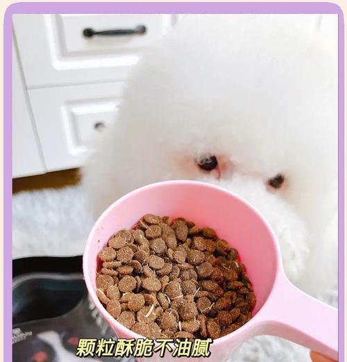 比熊犬的饮食习惯及食量解析（探究比熊犬的食量及如何合理喂养）