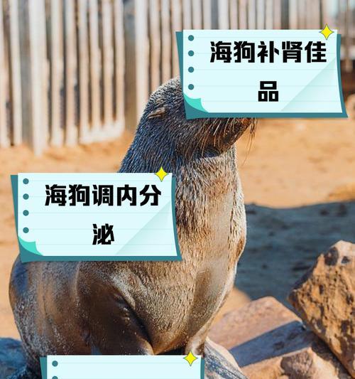 狗在海里能游多久？（探索狗在水中的游泳能力及适应性）