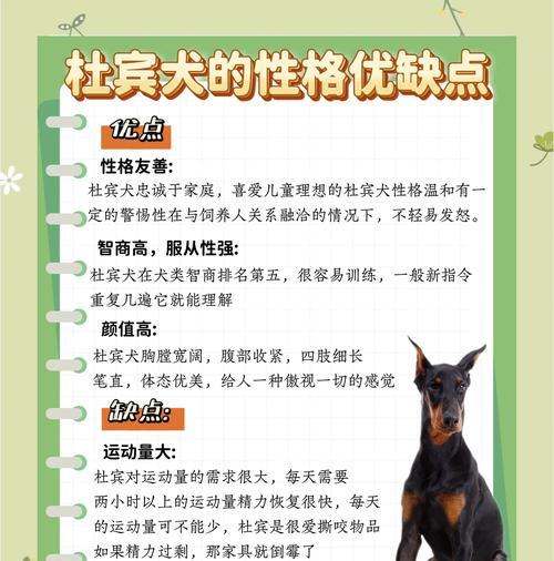 剪耳的好处及注意事项——杜宾犬的美容与健康（了解如何正确进行杜宾犬的耳部整形手术和注意事项）