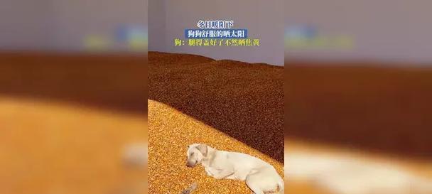 小狗冬天晒太阳的重要性（了解小狗冬天晒太阳的适宜时间和方法）