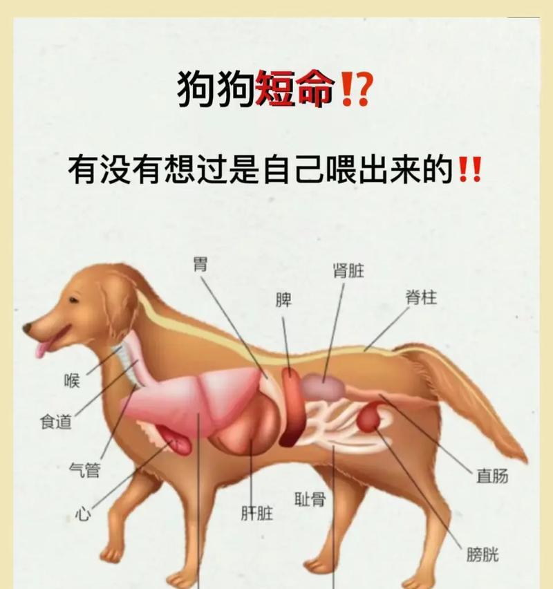 怀孕的人最好不要养狗（为什么怀孕的人应该避免养狗）