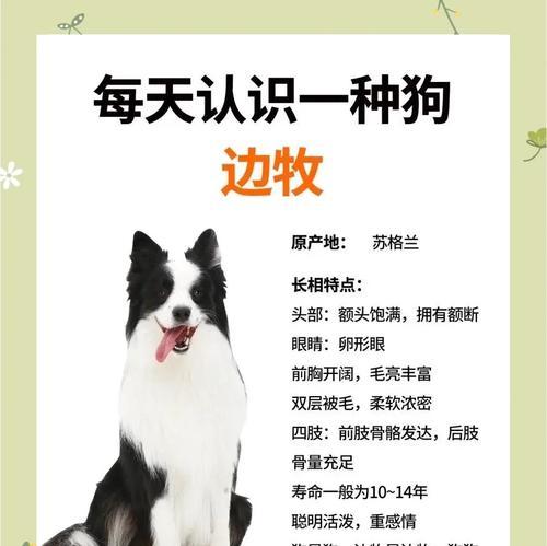 边境牧羊犬的价格和优点剖析（探究边境牧羊犬的市场价格以及其独特优点）