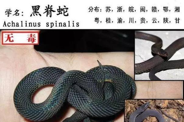 探索神秘的蛇类世界（以蛇为主题的品种多样性与特征）