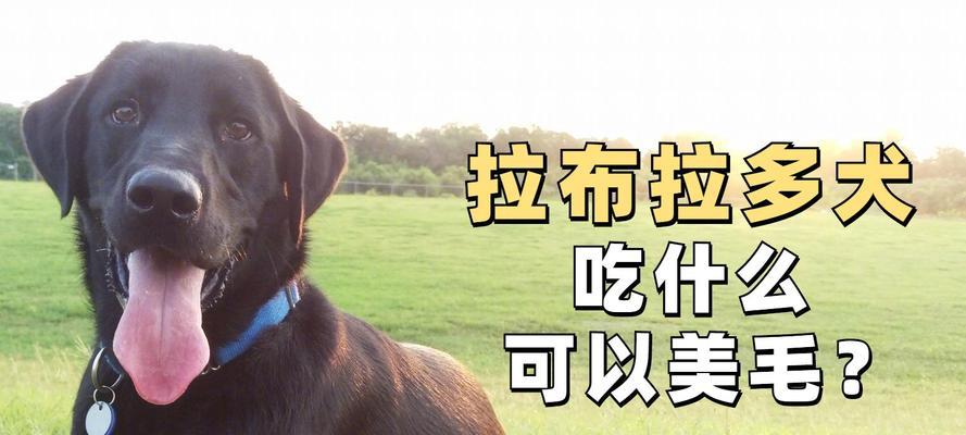 如何正确喂养刚到家的拉布拉多小狗狗（喂养指南及注意事项）