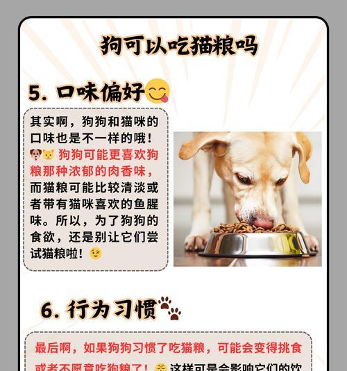 养成狗狗良好的饮食习惯（如何帮助狗狗建立健康的饮食习惯，让它们享受美味又健康的饭菜）