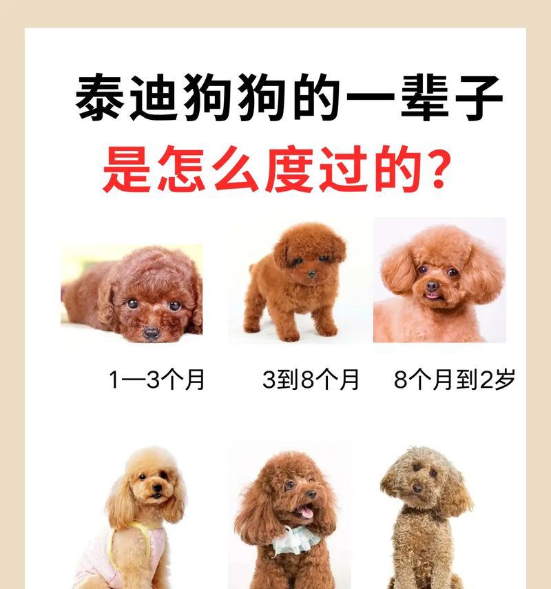 泰迪犬造型维护指南（细说泰迪犬造型修剪周期与方法）