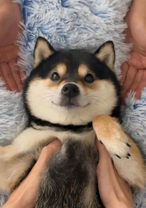 狗狗美容需要多久？（了解狗狗美容的时间安排）