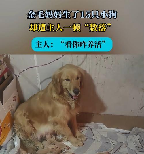 金毛生产周期及其特点（揭秘金毛繁殖的奥秘，解读生产过程与特点）