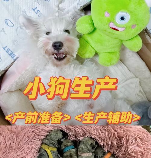 狗狗第一次生小狗，羊水多久能破？（探索狗狗分娩中羊水破裂的时间和过程）