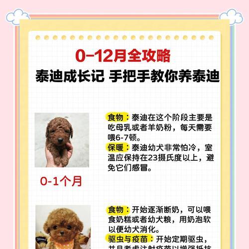如何正确挤泰迪犬的肛门腺（肛门腺的挤压频率及注意事项）