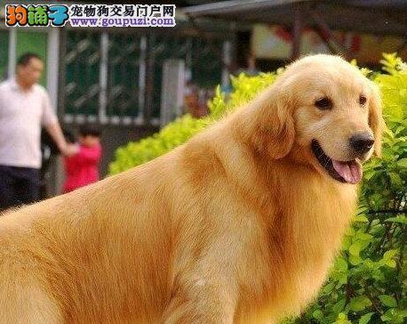 金毛犬的起源、饲养及选购指南（了解金毛犬的历史背景，关注饲养及选购的要点）
