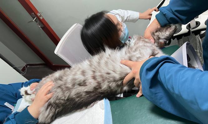 猫猫体检项目解析——关爱宠物健康之道（详解猫猫体检项目，助您关爱毛孩一生）